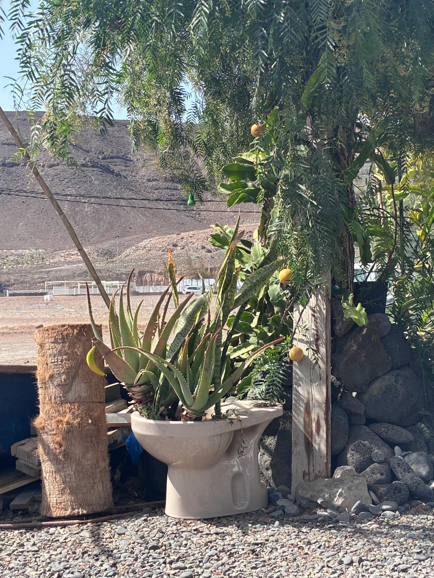 Aloe vera in a quirky planter