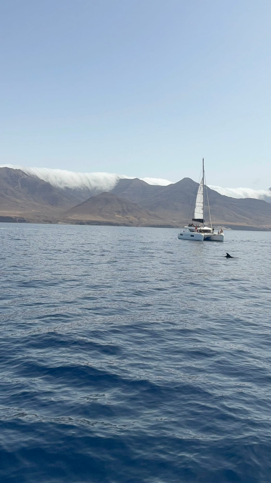 Catamaran and dolphin near the coast