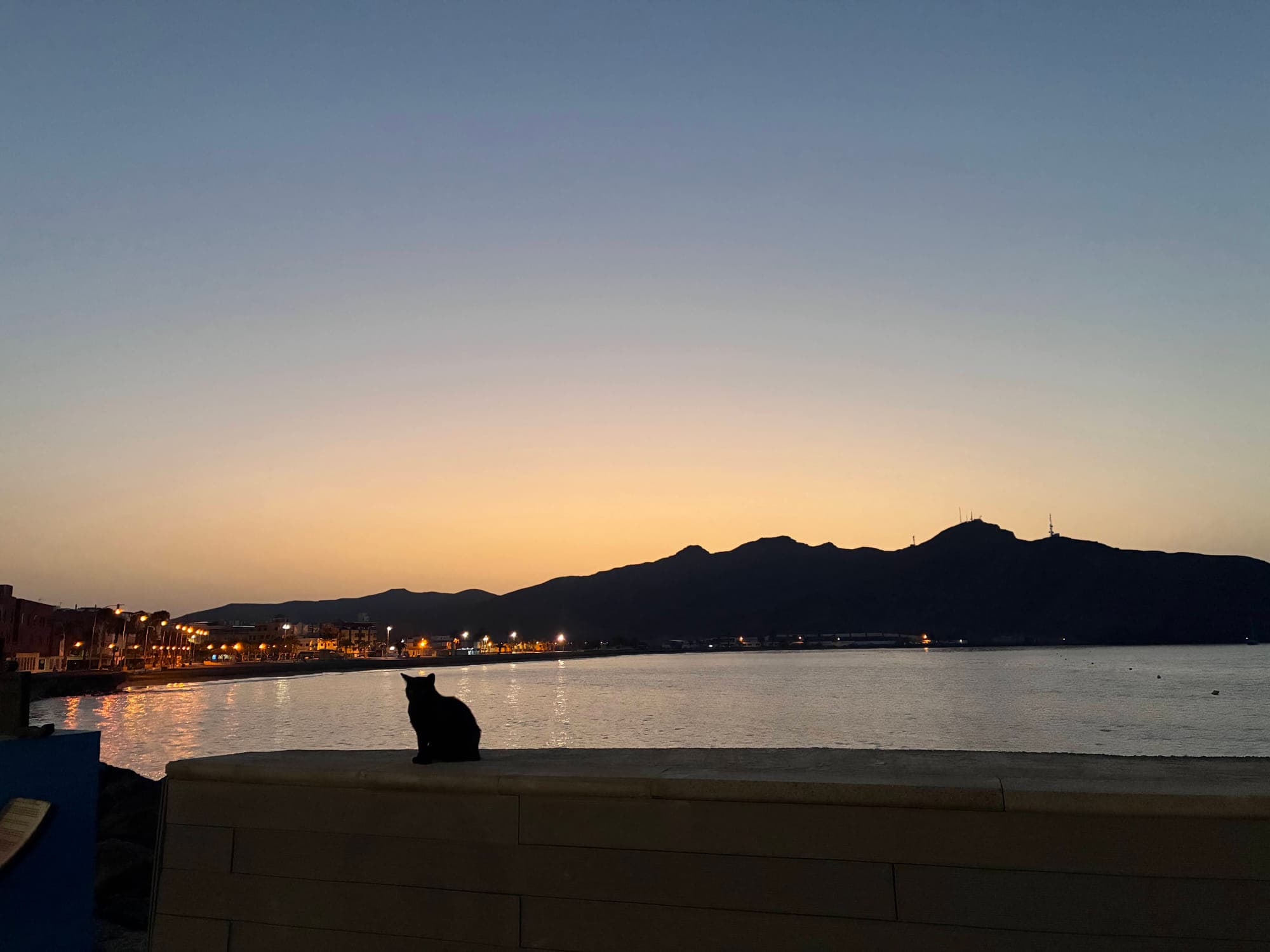 Cat silhouette watching the sunset over the bay