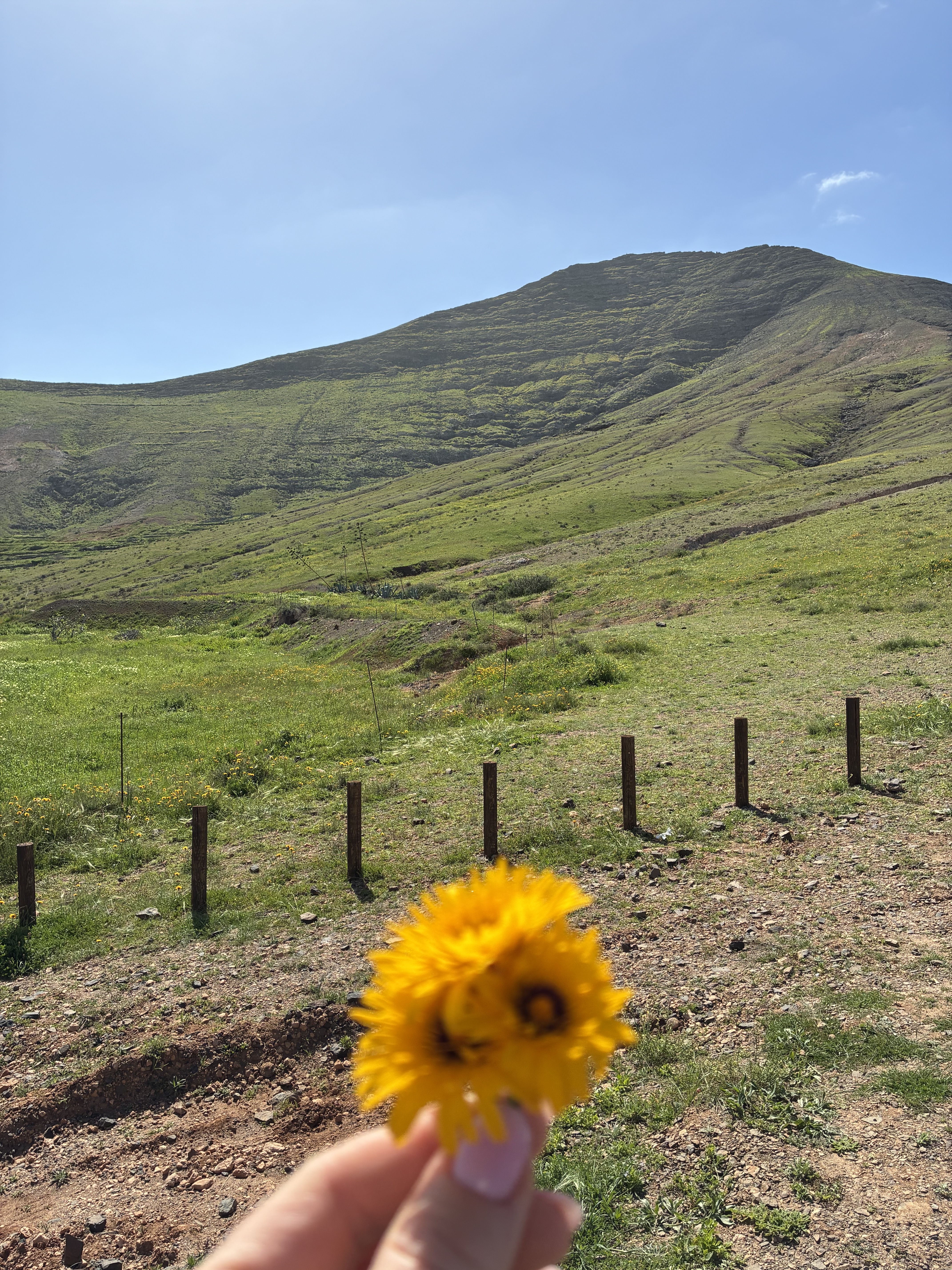 Green mountain with wildflowers